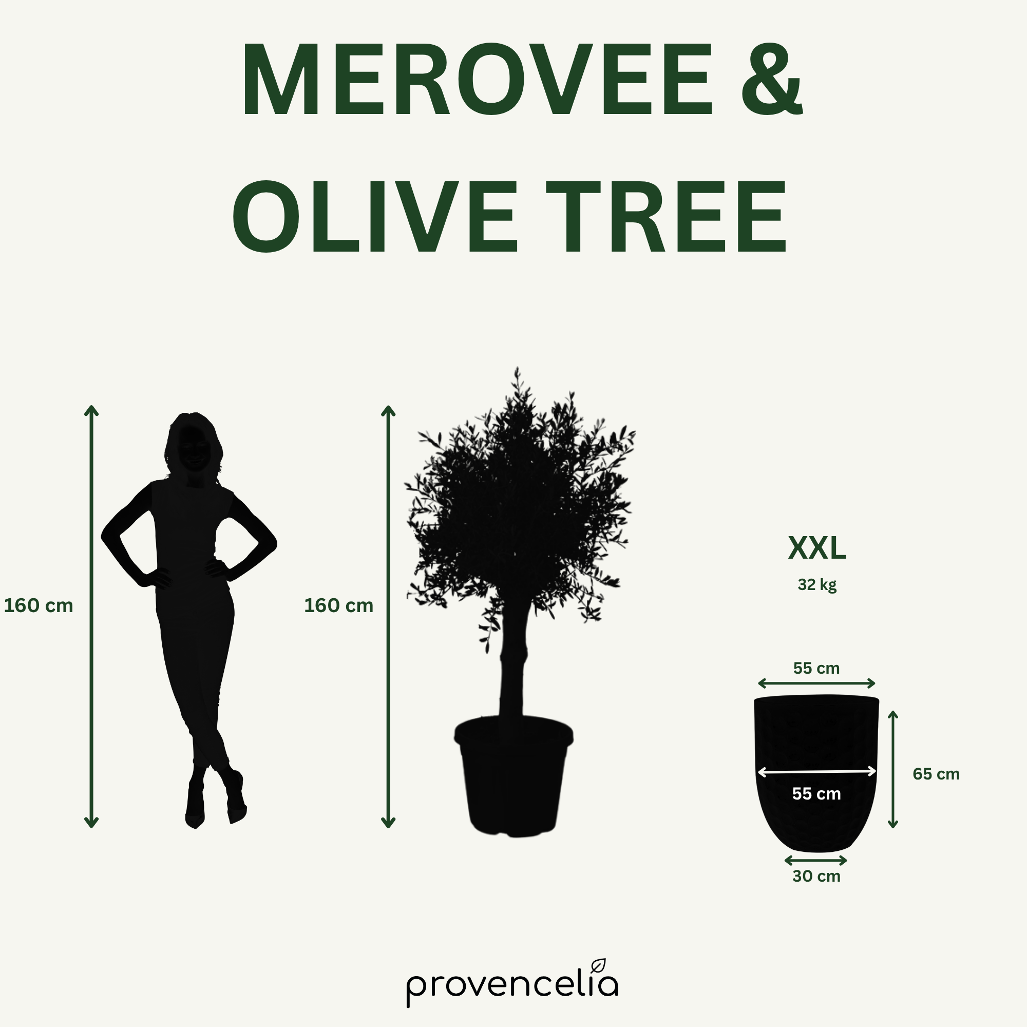 Olivovník (silný kmen) v keramickém květináči MEROVEE Nefrit 55×65cm – mrazuvzdorný, do exteriéru