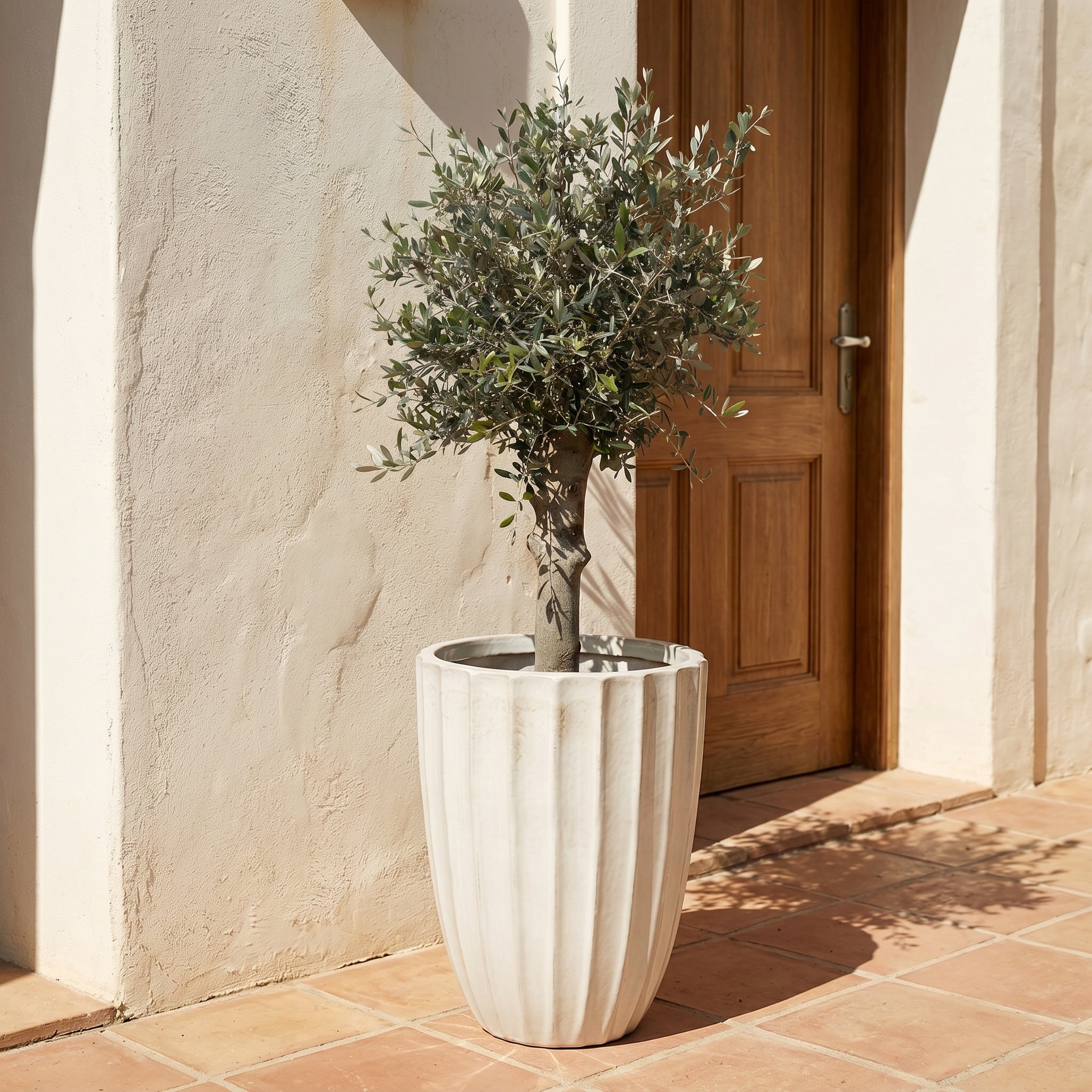 Detailní pohled na produkt Olivovník v květináči HUGO (silný kmen) 55×71cm — Krémová, umístěný na terakotové dlažbě u světlé stěny a dřevěných dveří na slunném nádvoří.
