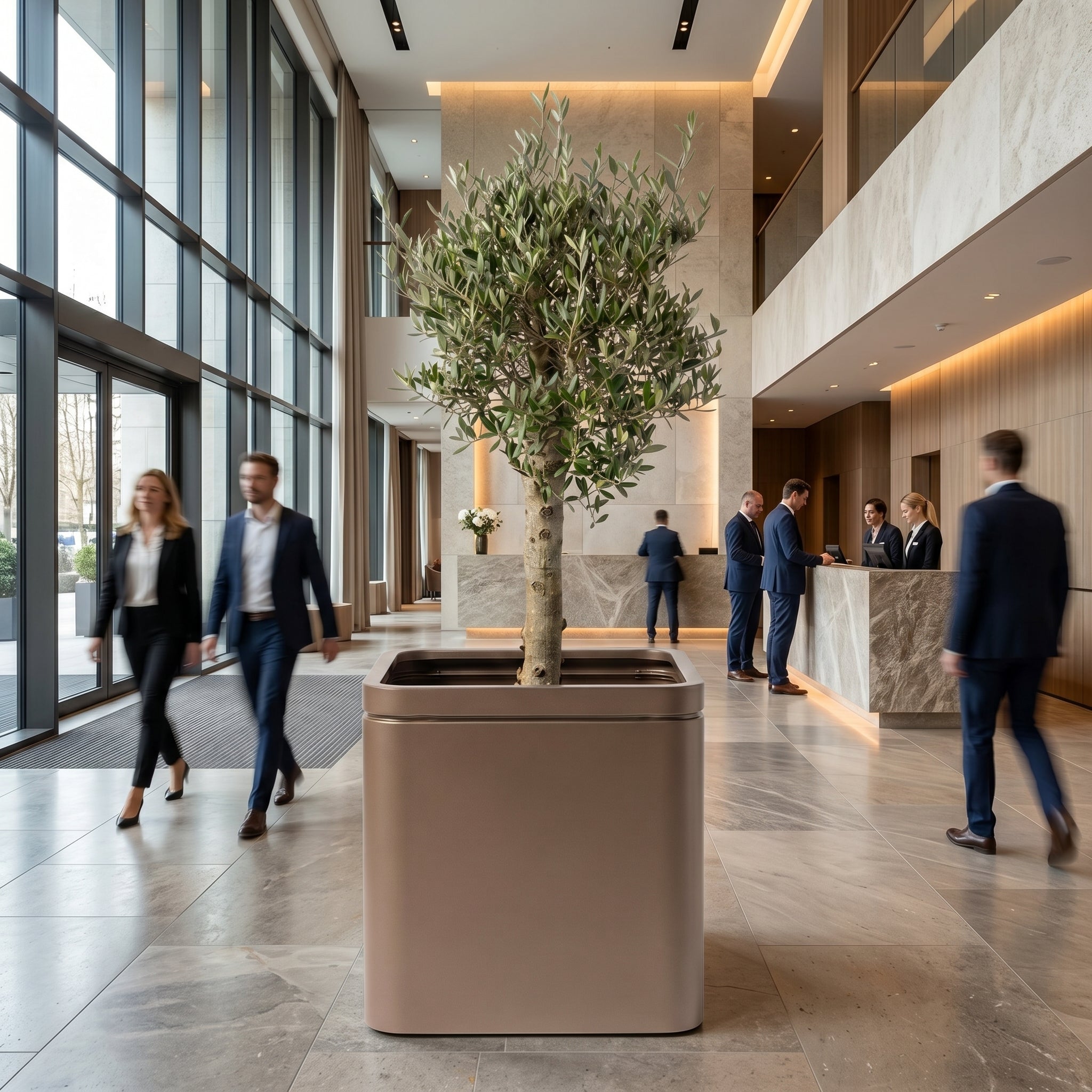Olivovník (silný kmen) v šedohnědém designovém květináči INFINITY SQUARE 60×60 cm umístěný v moderním luxusním hotelovém lobby.
