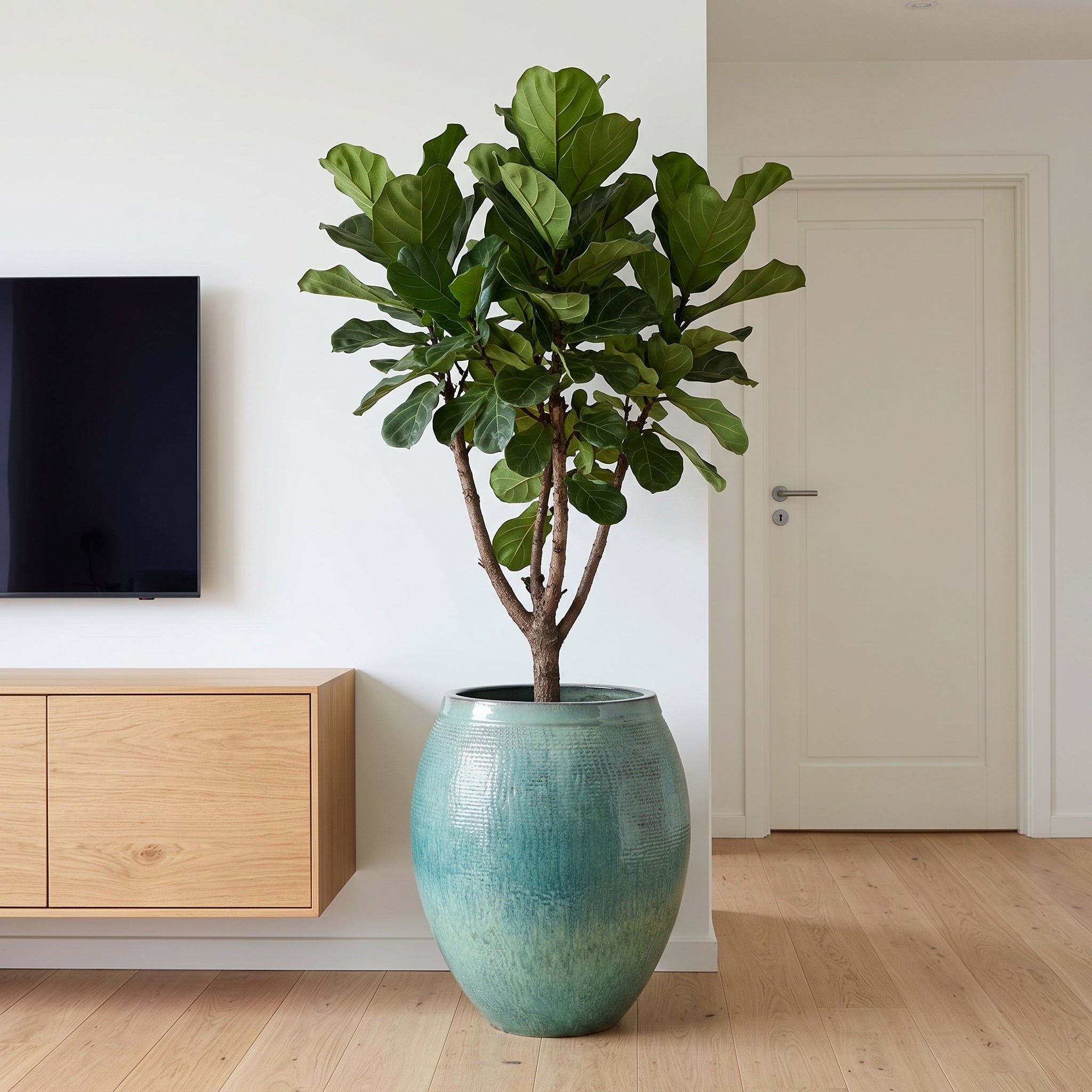 Velký oblý terakotový květináč COCOON XL v oceánské modré barvě s rostlinou Ficus lyrata v moderním interiéru vedle dubové TV komody.