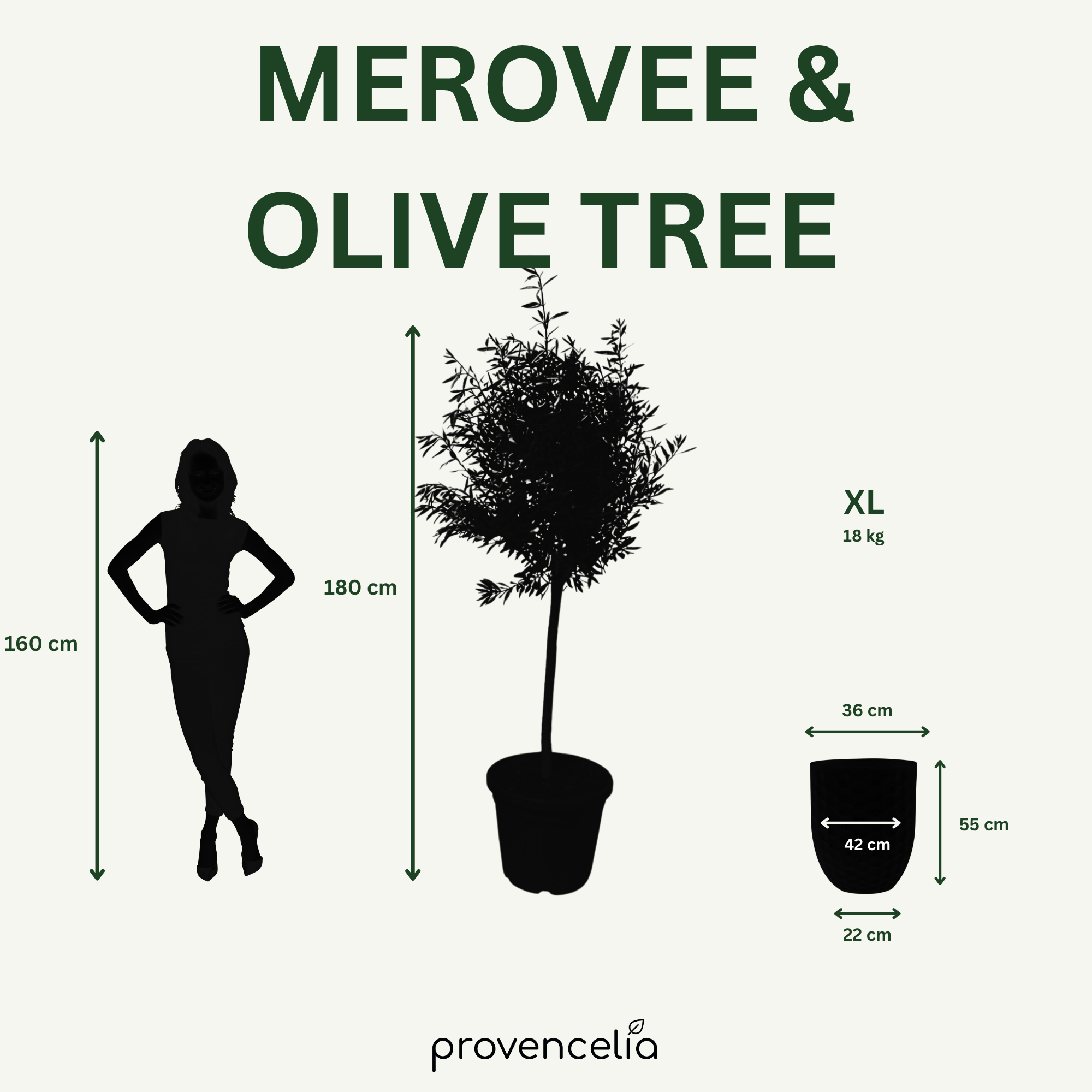 Olivovník (štíhlý kmen) v keramickém květináči MEROVEE Krémová 42×55cm – mrazuvzdorný, do exteriéru