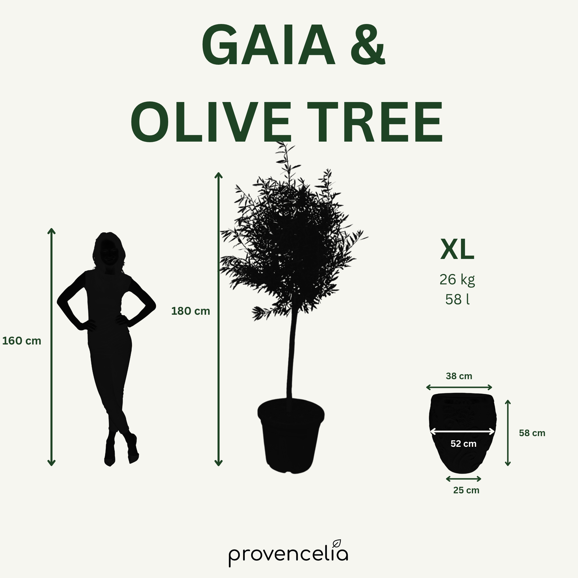 Olivovník (štíhlý kmen) v keramickém květináči GAIA Krémová 52×58cm – mrazuvzdorný, do exteriéru