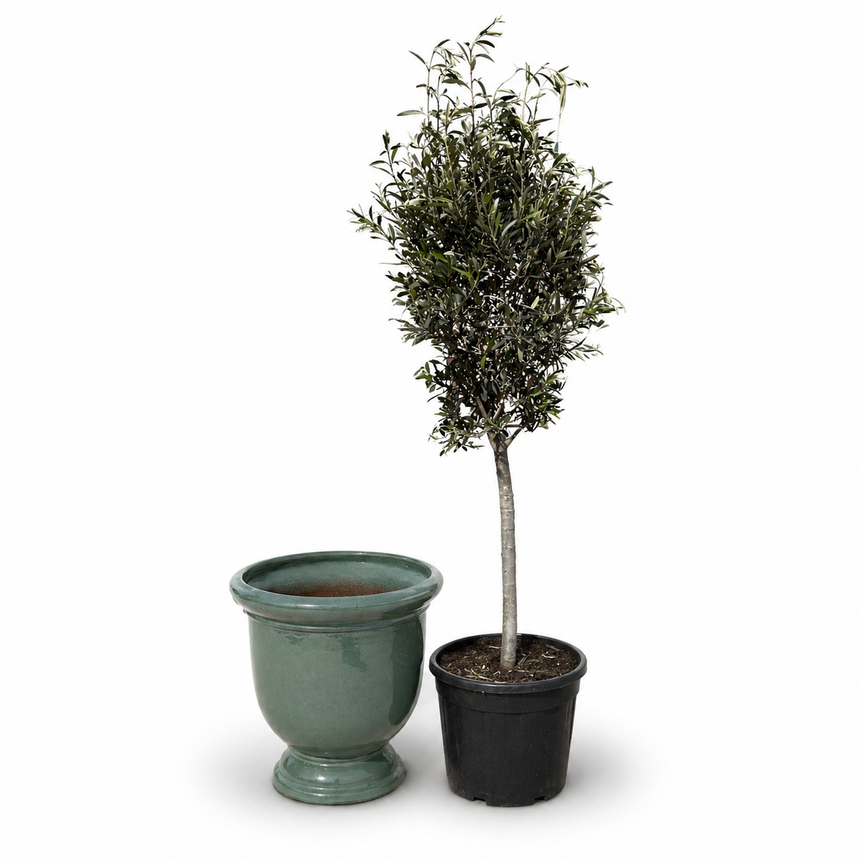 Olivovník (štíhlý kmen) v keramickém květináči TITAN Nefrit 53×55cm – mrazuvzdorný, do exteriéru