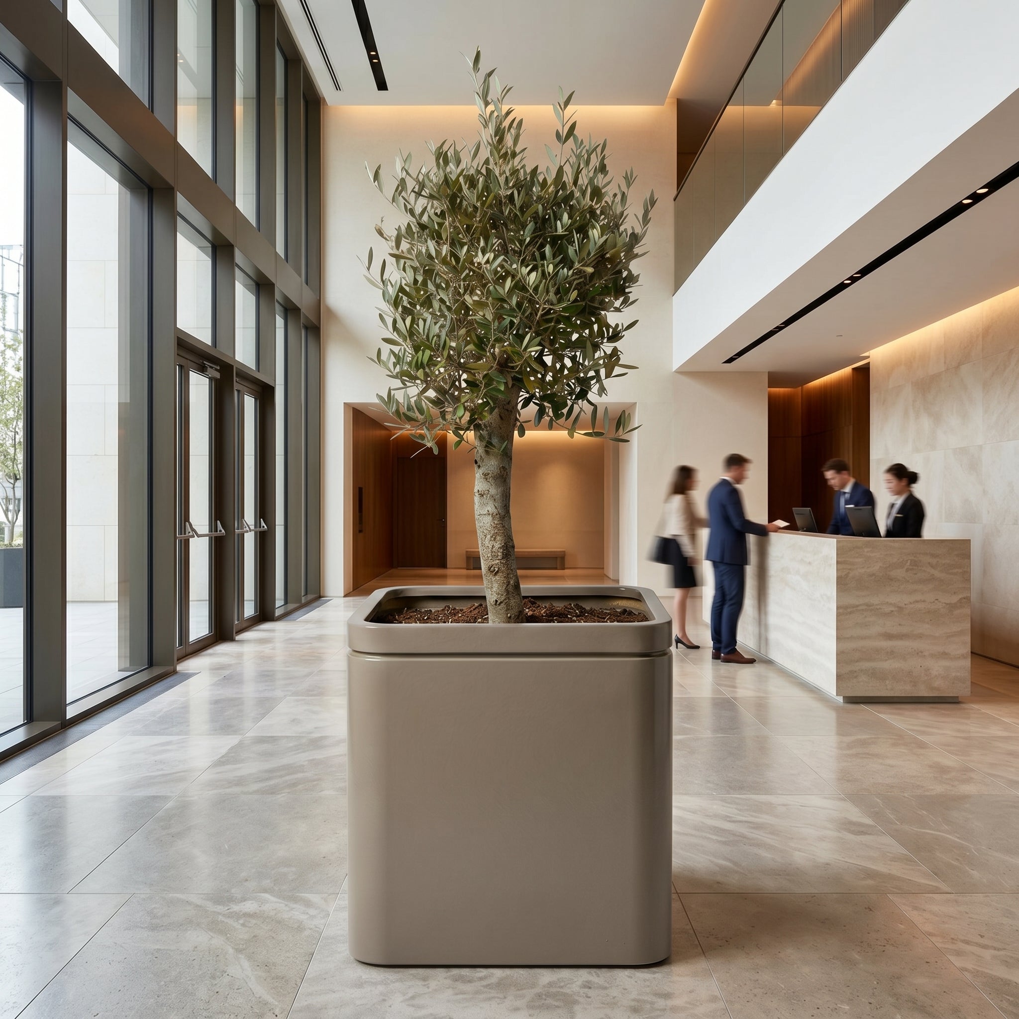 Olivovník se silným kmenem v květináči INFINITY SQUARE 60×60 cm v barvě šampaňská v moderním luxusním hotelovém lobby.