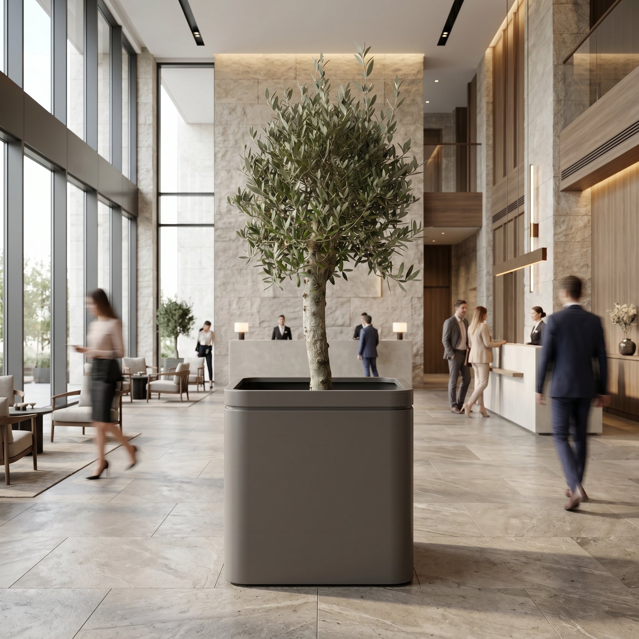 Olivovník (silný kmen) v květináči INFINITY SQUARE 60×60cm — Antracitová v interiéru luxusního moderního hotelového lobby.