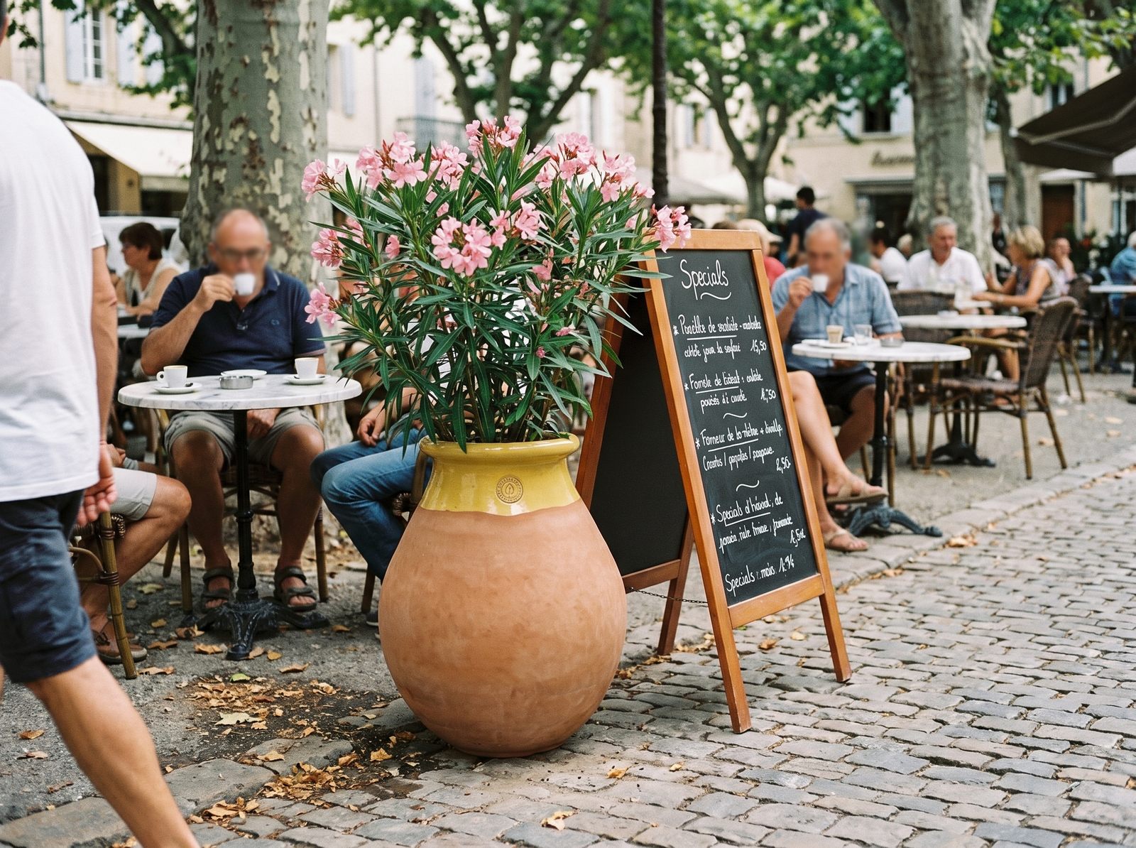 Biot s kvetoucím oleandrem na terase restaurace